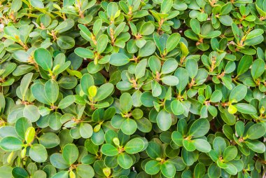 yeşil yaprakları arka plan görüntü