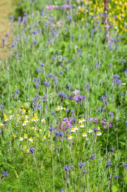 Bahçe arka planında güzel çiçek
