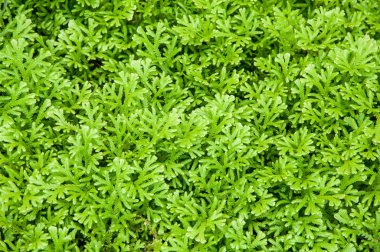 Yeşil fern yaprak arka plan, Selaginella tamariscina