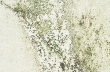 Beton duvar eski dokusuna moss kalıp ile kaplı