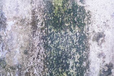 Eski beton duvar yosun kalıp ile kaplı