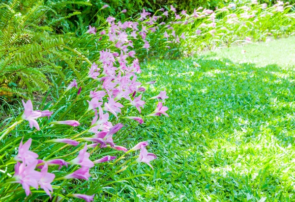Fila de lírio rosa chuva no jardim — Fotografia de Stock