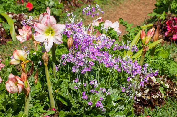 Bela flor no fundo do jardim — Fotografia de Stock