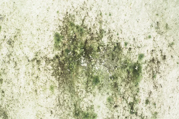 Eski beton duvar yosun kalıp ile kaplı