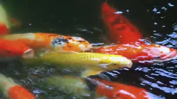 Koi ou carpe fantaisie nageant dans l'étang 