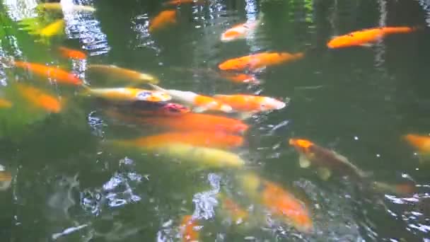 Koi oder ausgefallene Karpfen schwimmen im Teich — Stockvideo