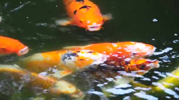 Koi oder ausgefallene Karpfen schwimmen im Teich — Stockvideo
