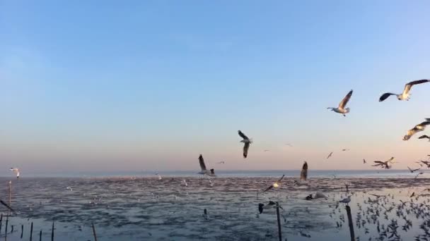 Flock måsar flyger i havet i Thailand — Stockvideo