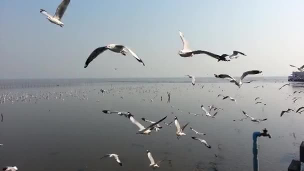 Стая чаек, летающих в море в Таиланде — стоковое видео