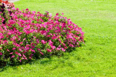 Çiçek Bahçesi arka plan