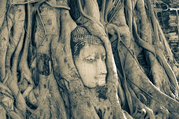 Testa di Buddha, con tronco d'albero e radici che crescono intorno ad esso a W — Foto Stock