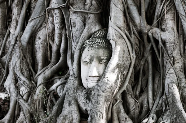 Testa di Buddha, con tronco d'albero e radici che crescono intorno ad esso a W — Foto Stock