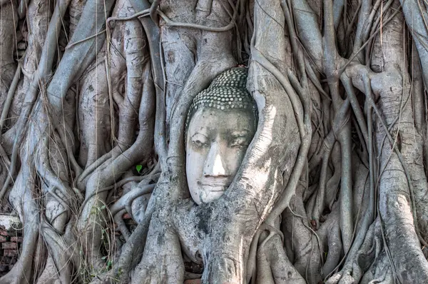 Testa di Buddha, con tronco d'albero e radici che crescono intorno ad esso a W — Foto Stock