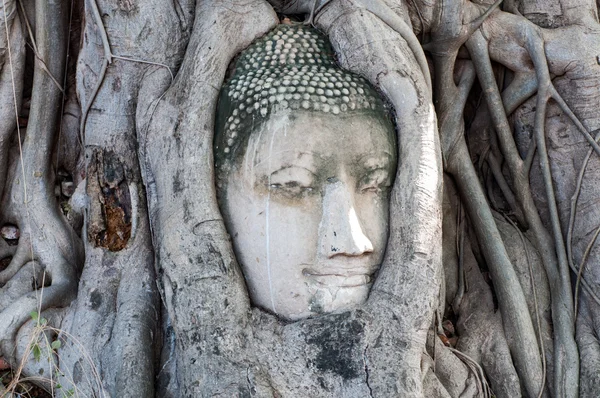 Testa di Buddha, con tronco d'albero e radici che crescono intorno ad esso a W — Foto Stock