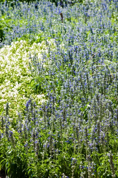 Hintergrund Blumengarten — Stockfoto