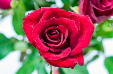 Kırmızı gül arka kapatmak