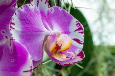 Bahçede pembe orkide çiçeği