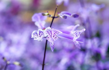 Bahçede pembe orkide çiçeği