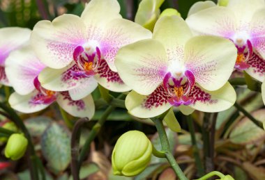 Sarı ochid çiçek bahçesinde