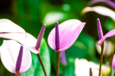 Flamingo Çiçek bahçesinde