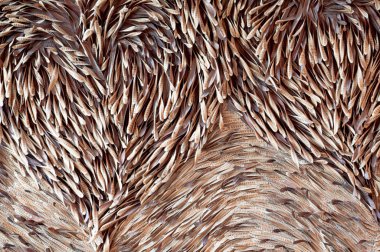 Beyaz popinac kuru, bir kalp şeklinde desen arka plan