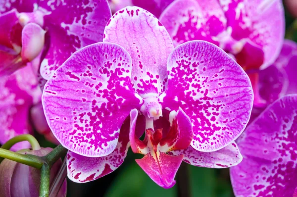 Közelkép rózsaszín orchidea virág — Stock Fotó
