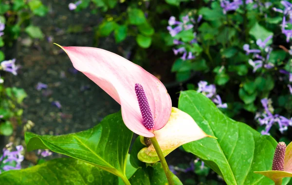 Фламинго Цветок в саду — стоковое фото