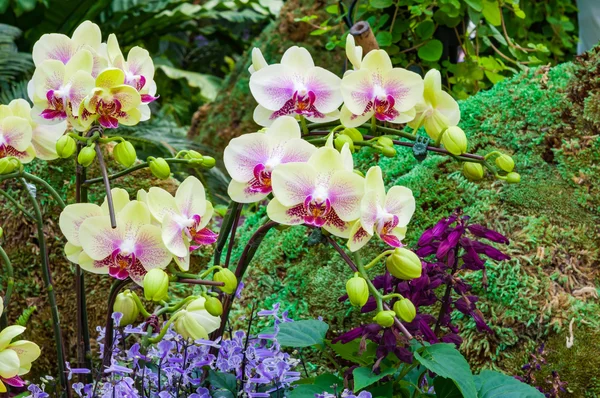 庭のピンクの蘭の花 — ストック写真