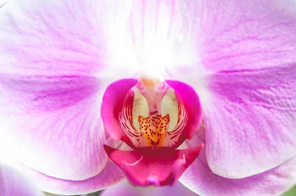 Közelkép rózsaszín orchidea virág — Stock Fotó
