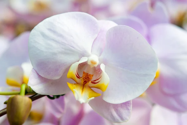 Orchidea virágot közelről — Stock Fotó