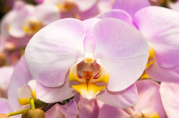 蘭の花を閉じる — ストック写真