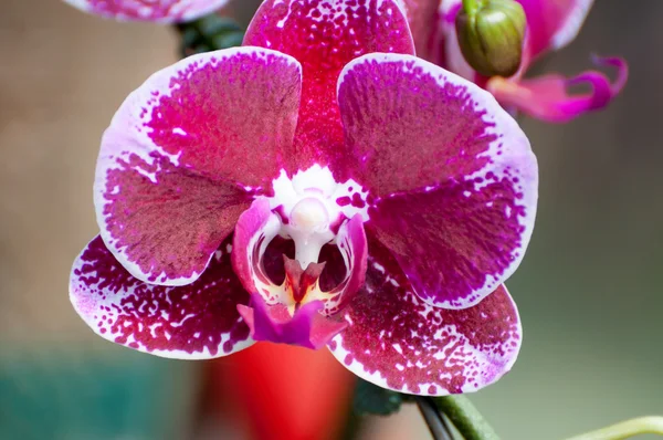 Rózsaszín orchidea virág a kertben — Stock Fotó