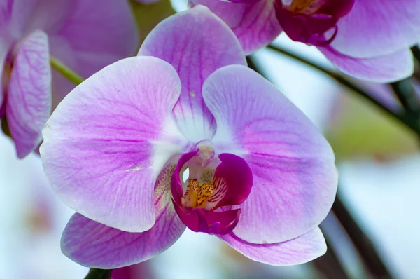 Fleur d'orchidée rose dans le jardin — Photo