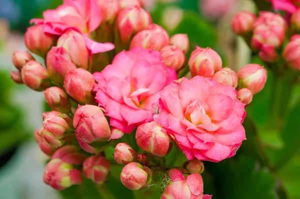 Закрыть розовый цветок в гэдене — стоковое фото