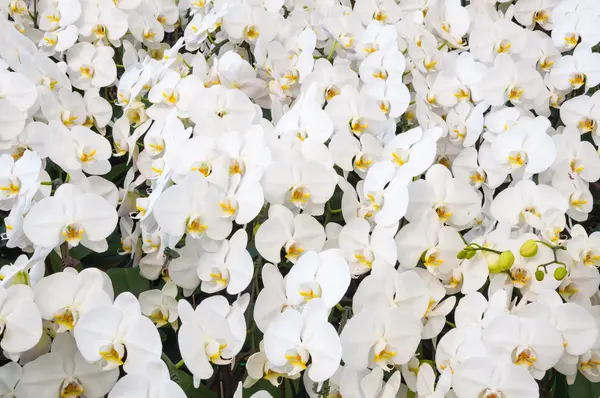 Bianco orchidea fiore sfondo — Foto Stock