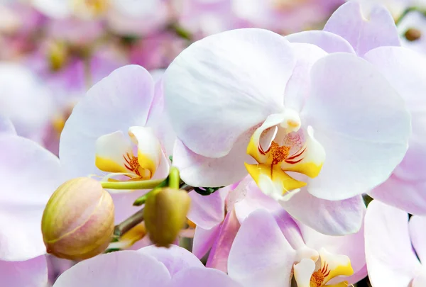 Orchidea virágot közelről — Stock Fotó