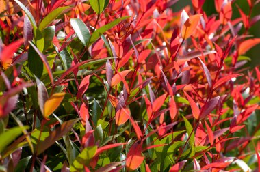 Bush bahçe içinde kırmızı ve yeşil yapraklarda