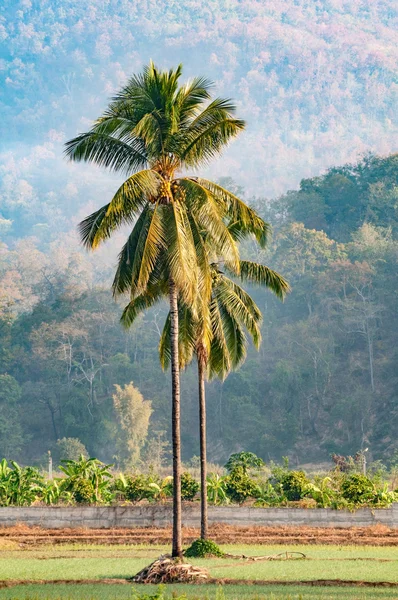 Blick auf die Landschaft mit Kokospalmen und Berg — Stockfoto