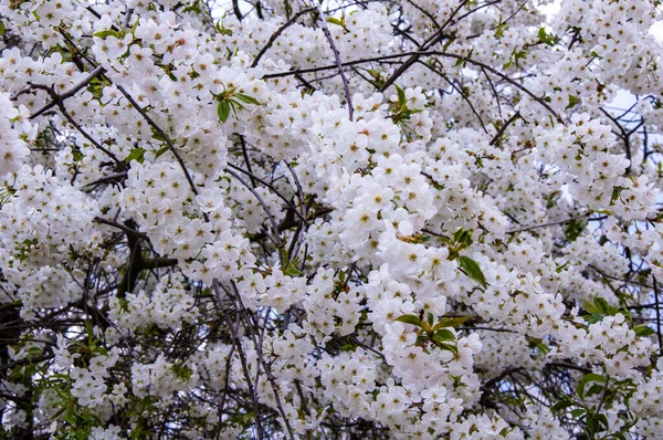 Beaux Arbres Fleurs Fleurs Sur Les Arbres Fruitiers Éternels — Photo