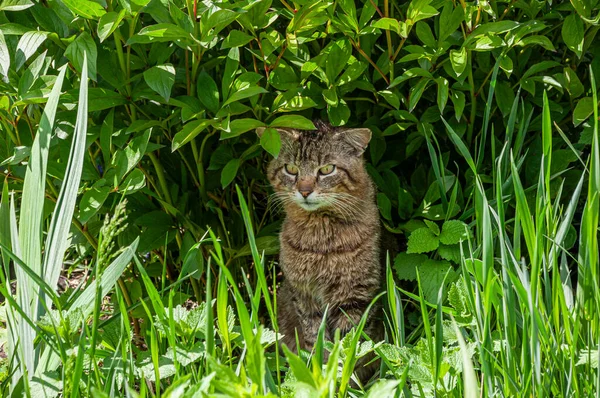 Adult tiger cat in green grass with a harsh facial expression in summer afternoon. The cat is ambushed and hunted