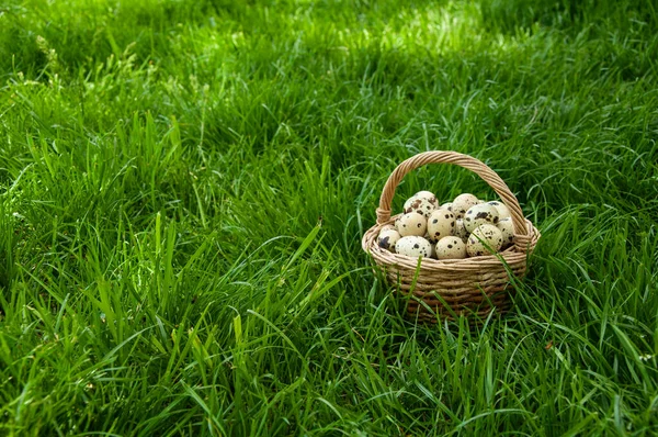 Korb Mit Wachteleiern Auf Grünem Gras — Stockfoto