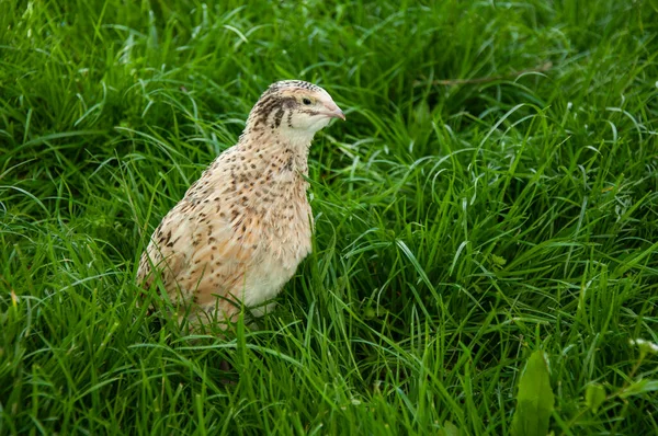 Hermoso Pájaro Codorniz Sobre Hierba Verde — Foto de Stock