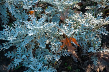 Sonbaharda mavi yapraklı bitki