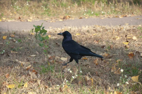 秋の紅葉の黒カラス — ストック写真