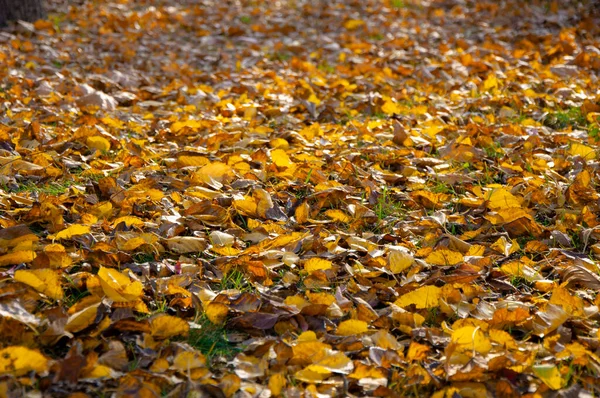 Hojas Amarillas Sobre Hierba Verde Otoño —  Fotos de Stock