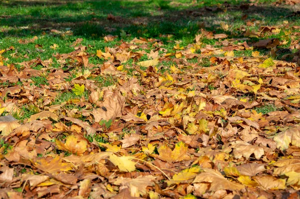 Gele Bladeren Groen Gras Herfst — Stockfoto