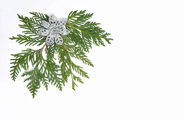 Thuja Twigs Christmas Silver Flower White Background Royalty Free Stock Images