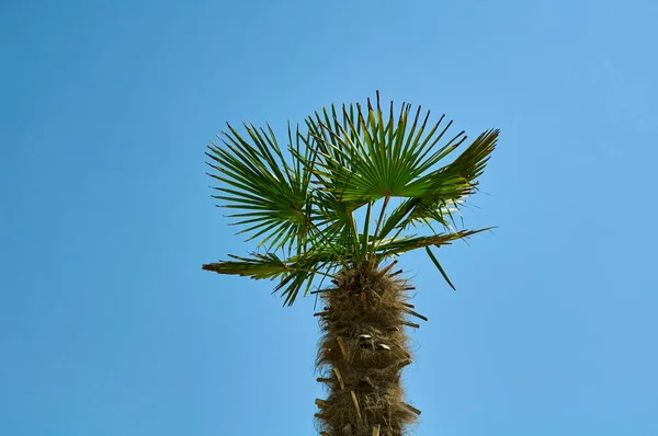 Palmeira Contexto Céu Azul — Fotografia de Stock