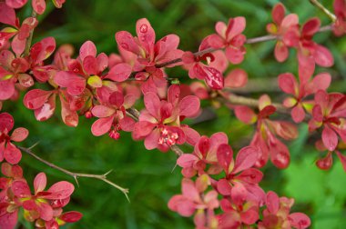 Yeşil Arkaplanda Yağmur Damlalarıyla Islak Kırmızı Böğürtlen Dalları