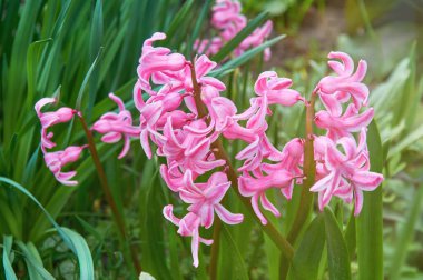 Bahçede yeşil yapraklı çiçek açan pembe sümbül (Hyacinthus orientalis) çiçeklerine yakın çekim. Canlı çiçek renkleriyle Taze bahar doğası arka planı.